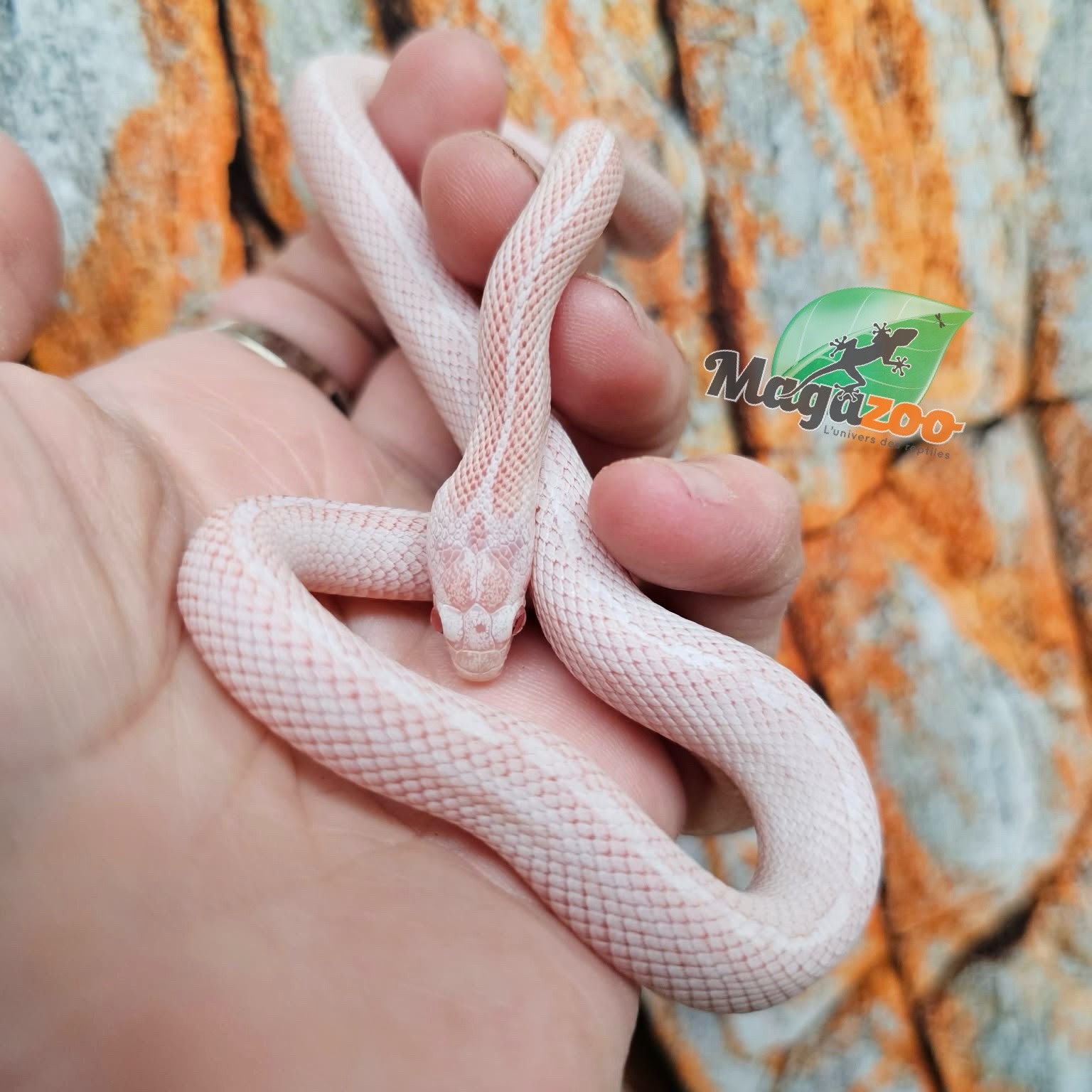 Magazoo Tessera Peppermint Motley female Corn Snake 06/21/25