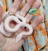 Magazoo Tessera Peppermint Motley female Corn Snake 06/21/25