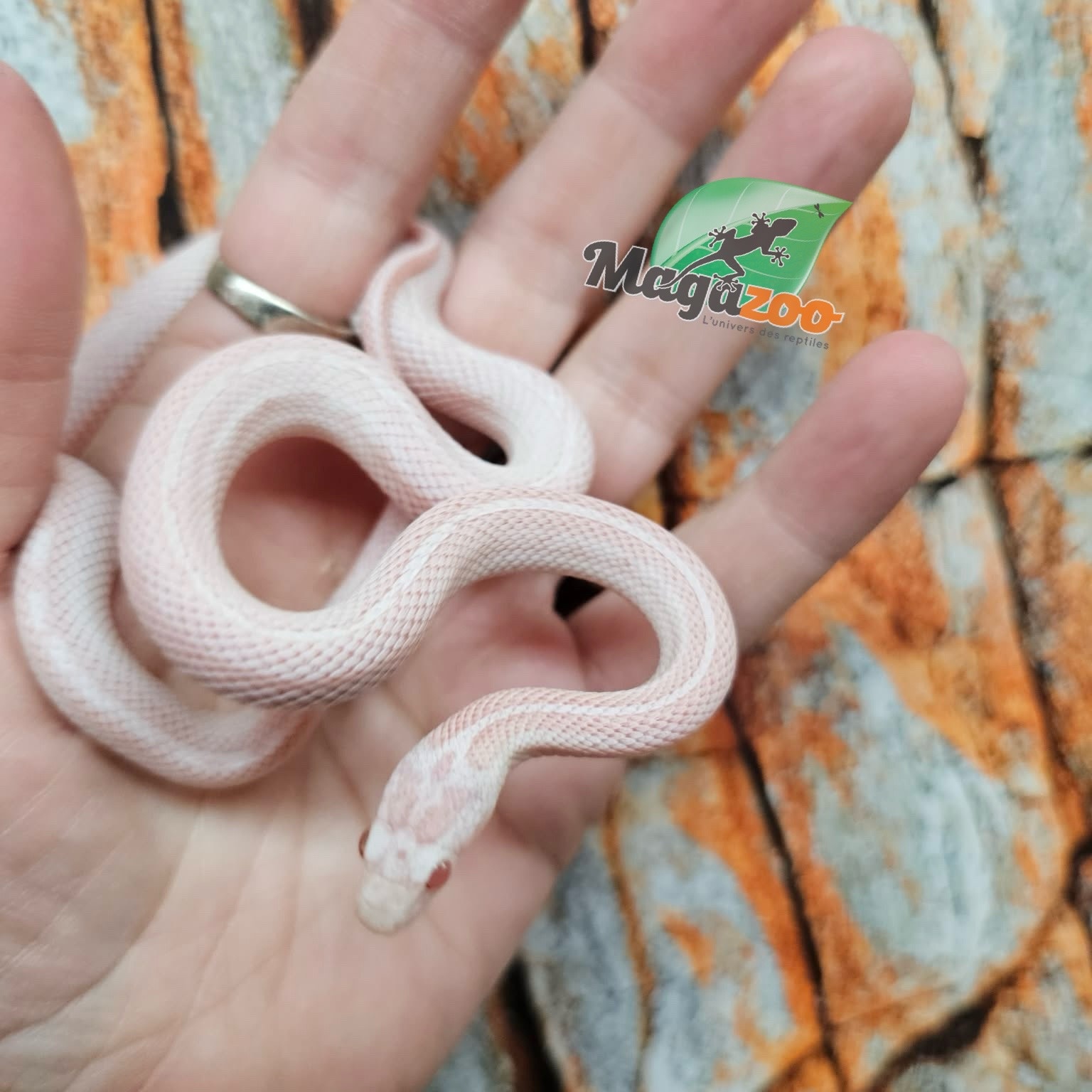 Magazoo Tessera Peppermint Motley female Corn Snake 06/21/25