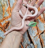 Magazoo Tessera Peppermint Motley female Corn Snake 06/21/25