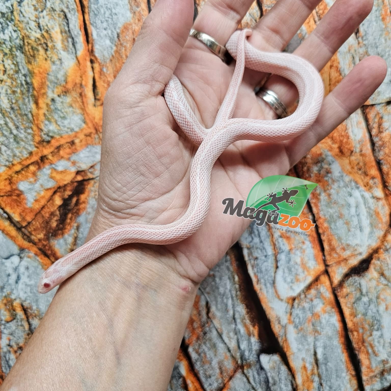 Magazoo Serpent des blés Tessera Peppermint Motley femelle 21/6/25