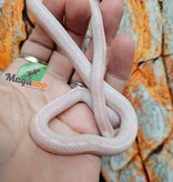 Magazoo Tessera Peppermint Motley female Corn Snake 06/21/25