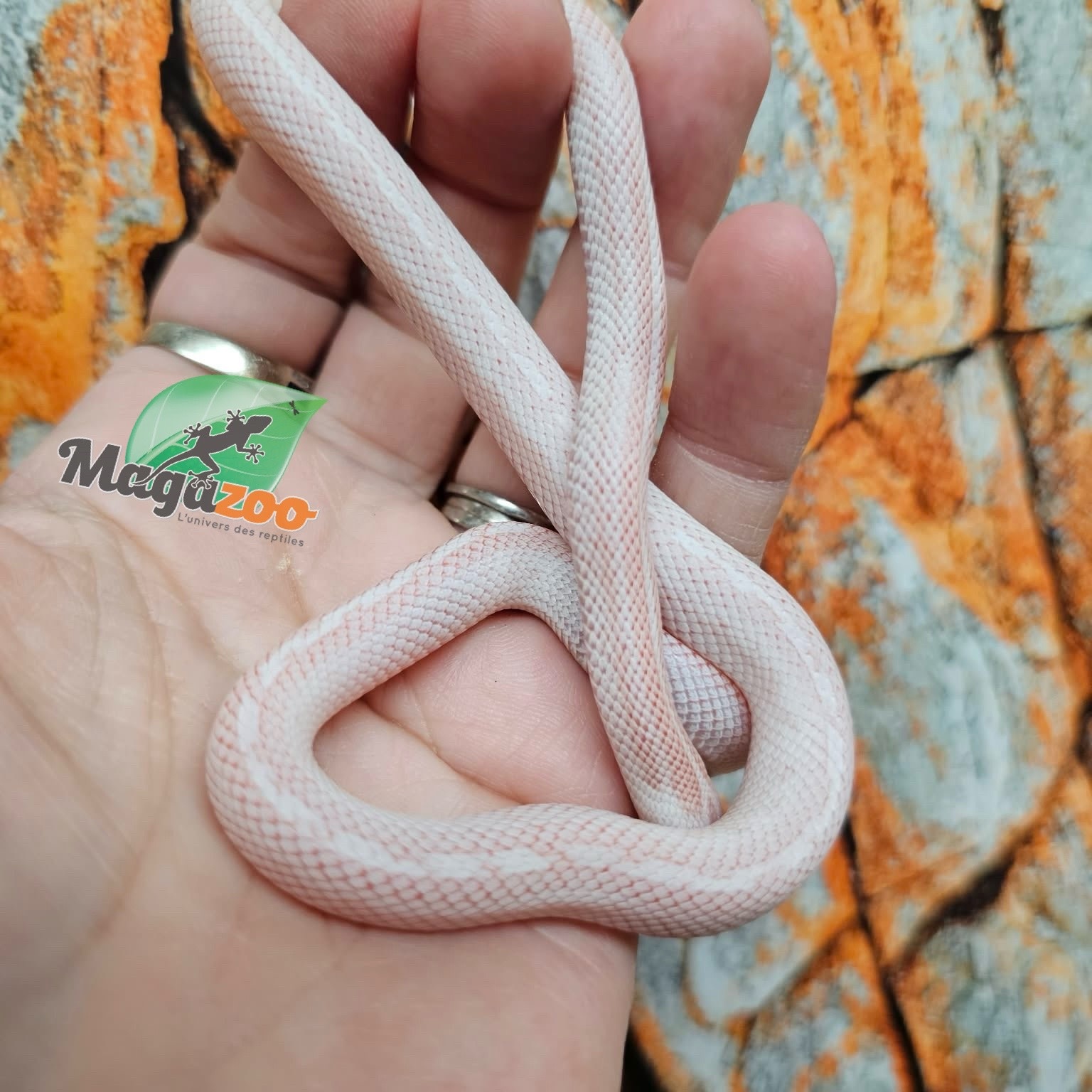 Magazoo Serpent des blés Tessera Peppermint Motley femelle 21/6/25