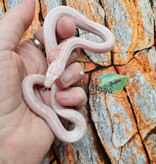 Magazoo Tessera Peppermint Motley female Corn Snake 06/21/25