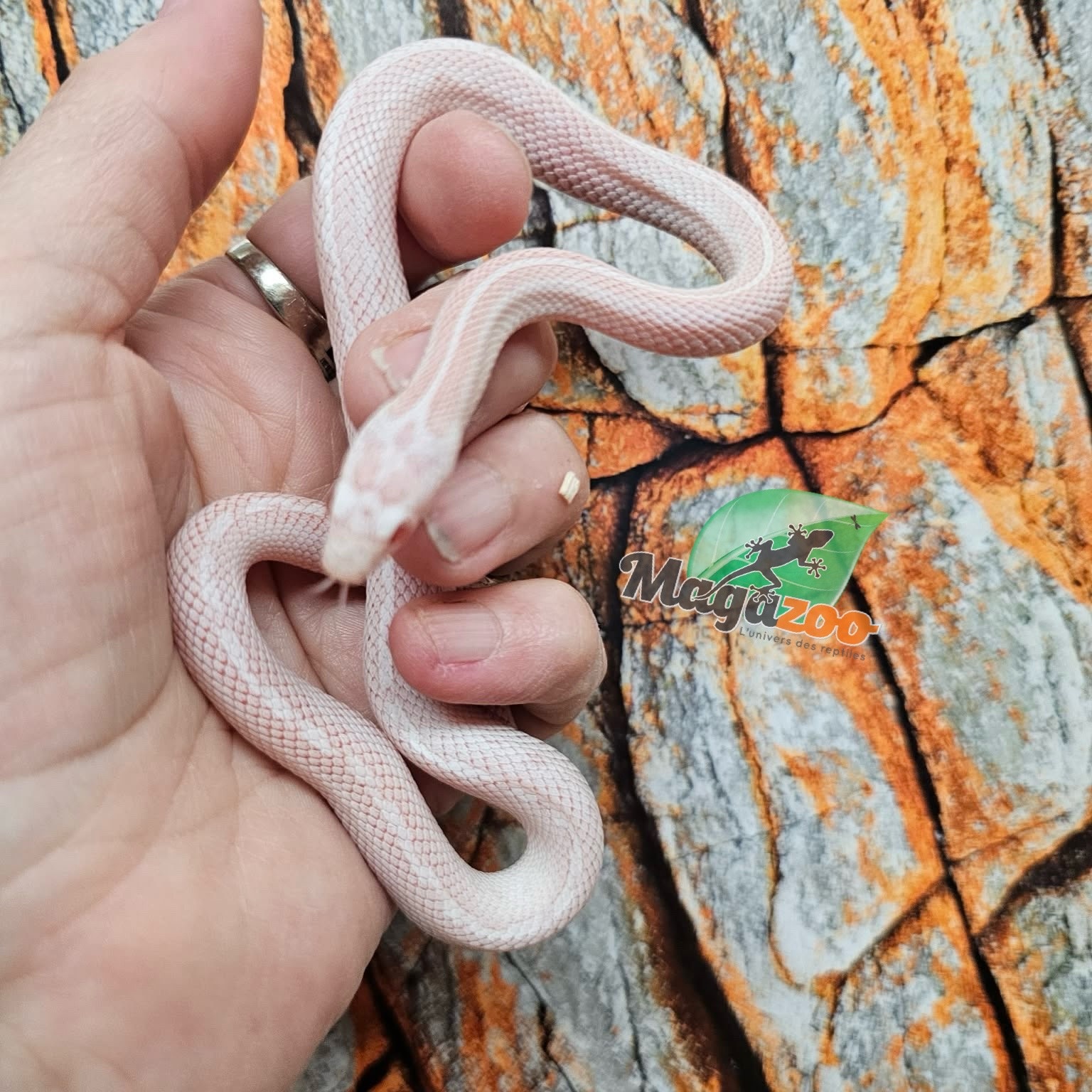 Magazoo Serpent des blés Tessera Peppermint Motley femelle 21/6/25