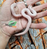 Magazoo Tessera Peppermint Motley female Corn Snake 06/21/25