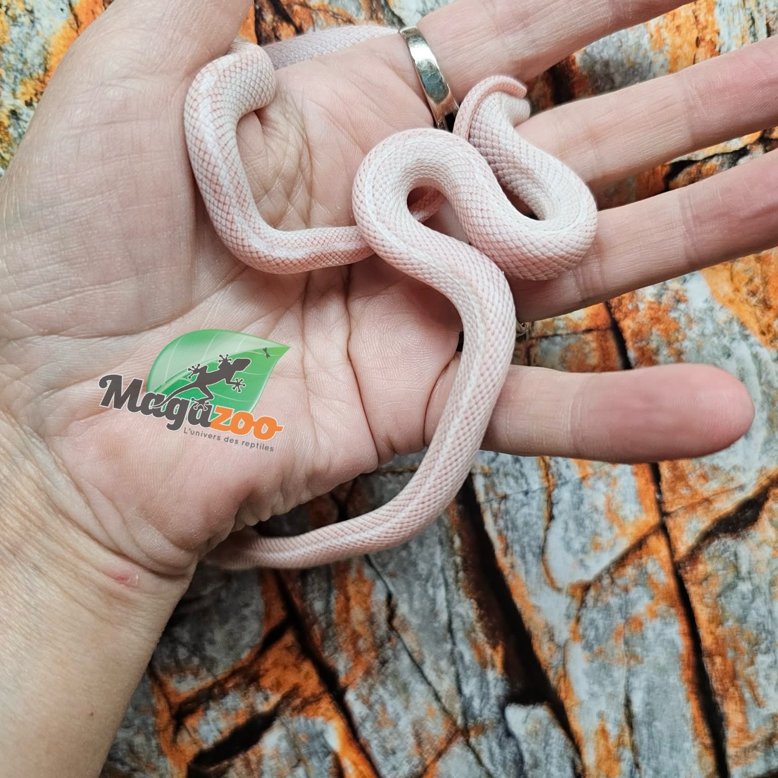 Magazoo Tessera Peppermint Motley female Corn Snake 06/21/25