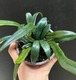 Magazoo Plante Microsorum thailandicum 'Blue oil fern'