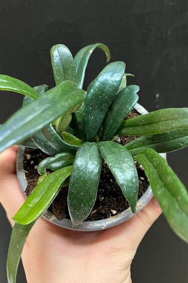 Magazoo Plante Microsorum thailandicum 'Blue oil fern'