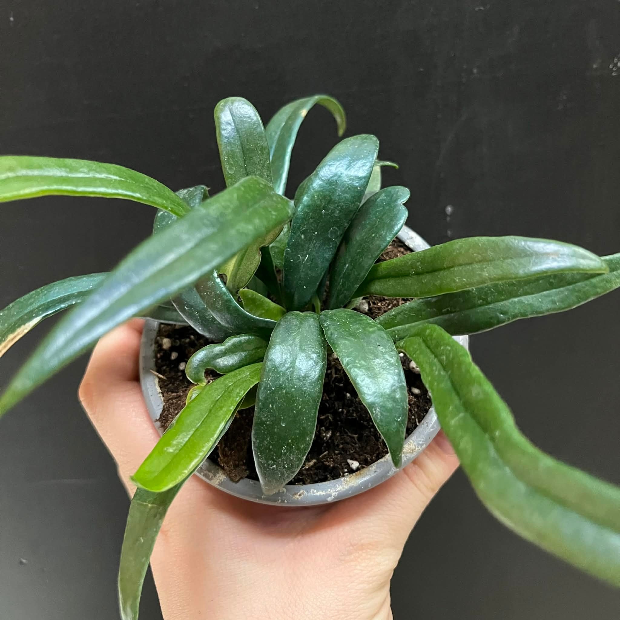 Magazoo Plante Microsorum thailandicum 'Blue oil fern'