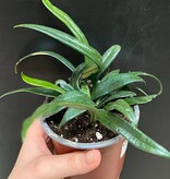 Magazoo Microsorum thailandicum 'Blue oil fern' Plant