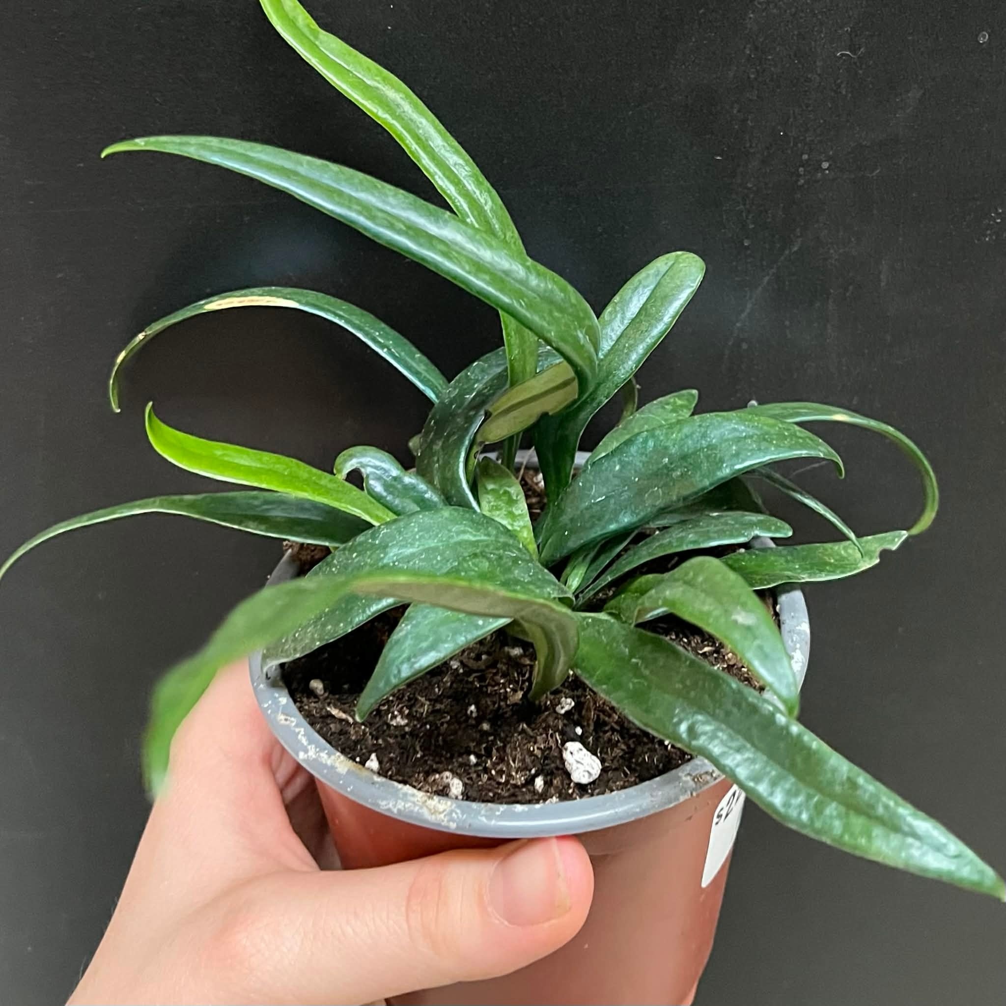 Magazoo Plante Microsorum thailandicum 'Blue oil fern'