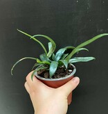 Magazoo Microsorum thailandicum 'Blue oil fern' Plant