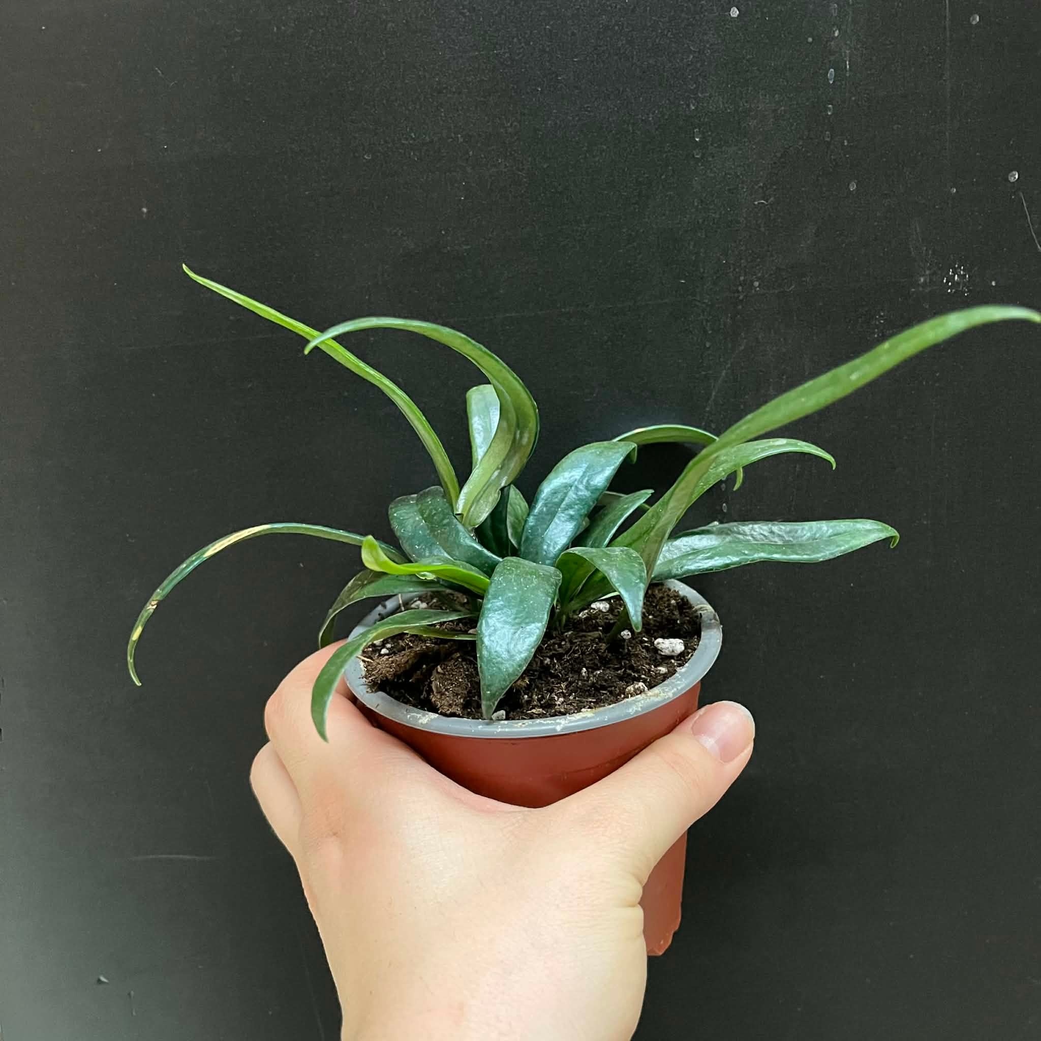 Magazoo Microsorum thailandicum 'Blue oil fern' Plant