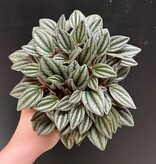 Magazoo Plante Peperomia 'San Marino' 10 cm