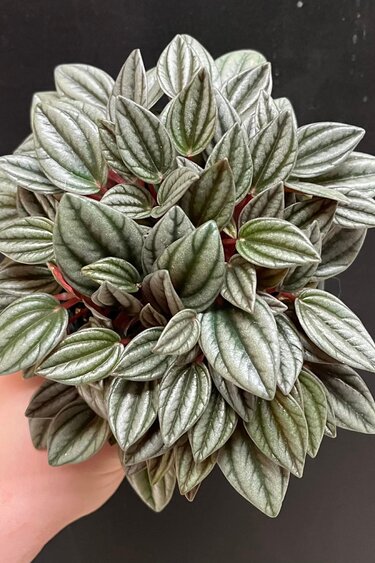 Magazoo Peperomia 'San Marino' Plant 10 cm