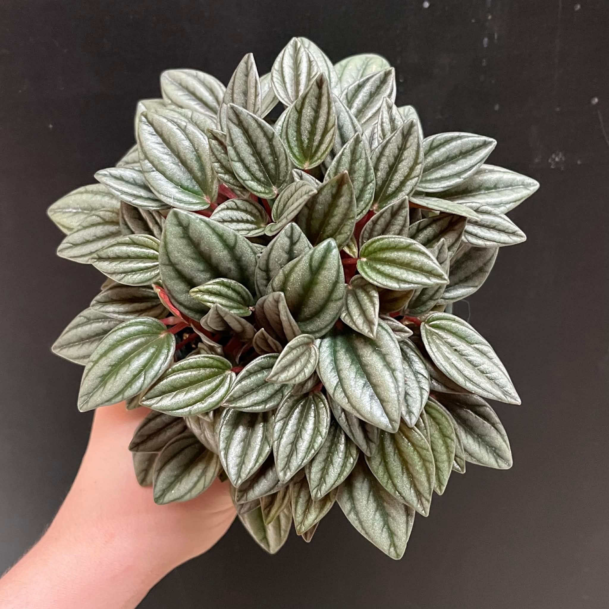 Magazoo Peperomia 'San Marino' Plant 10 cm