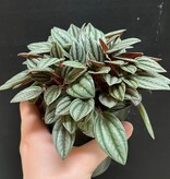 Magazoo Plante Peperomia 'San Marino' 10 cm