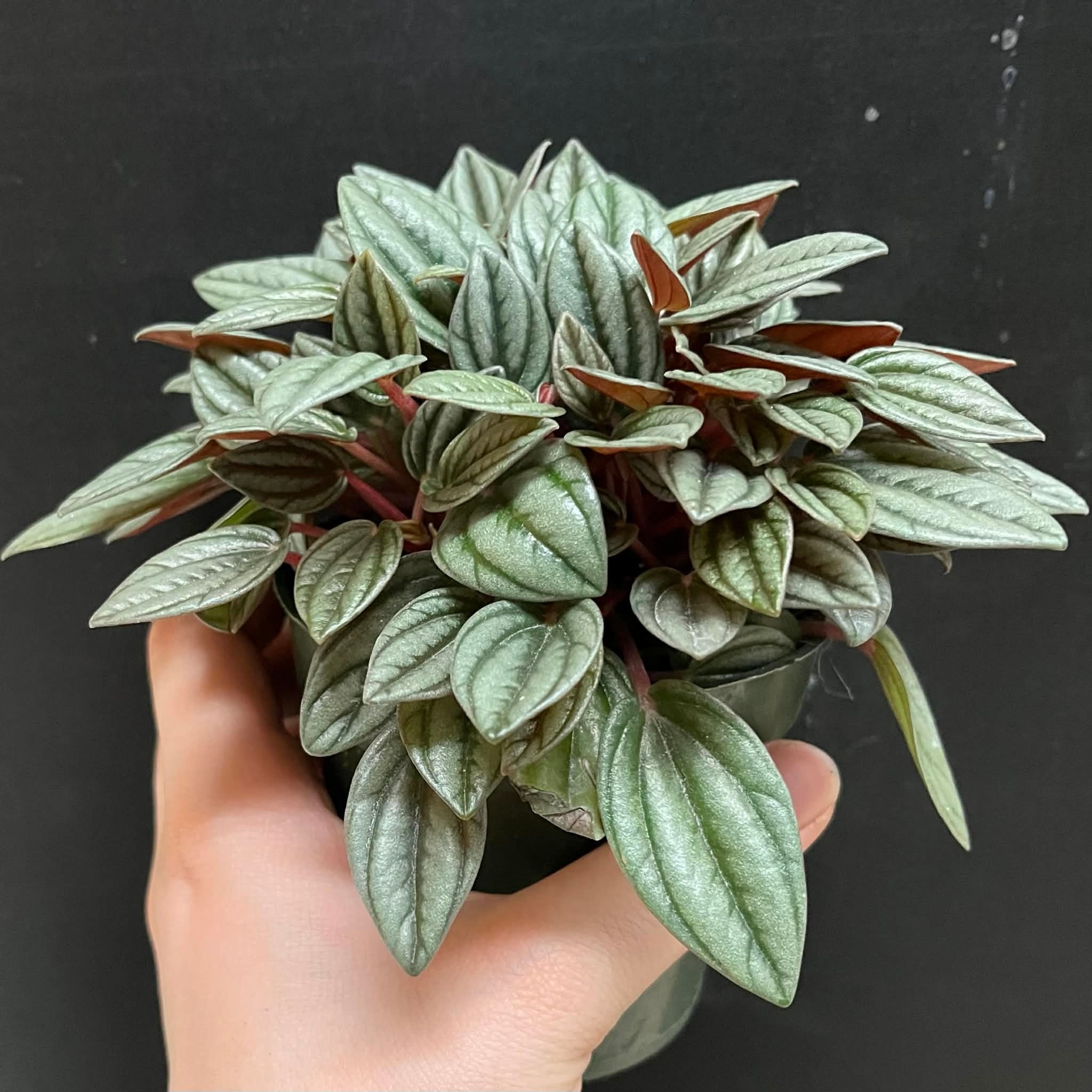 Magazoo Plante Peperomia 'San Marino' 10 cm