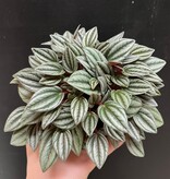 Magazoo Peperomia 'San Marino' Plant 10 cm