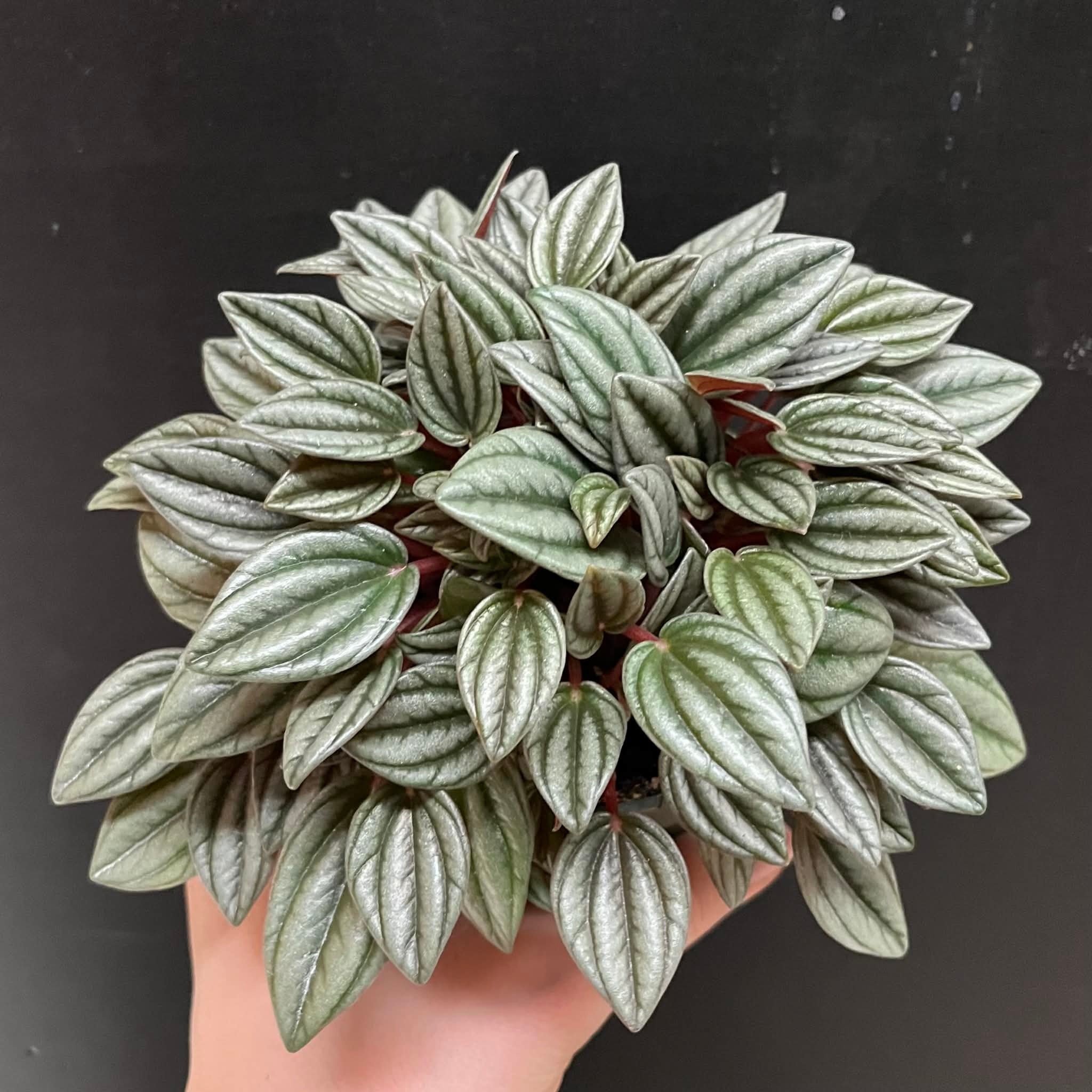 Magazoo Peperomia 'San Marino' Plant 10 cm