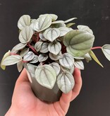 Magazoo Plante Peperomia 'Napoli Night'