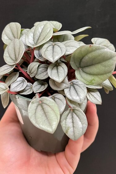 Magazoo Plante Peperomia 'Napoli Night'