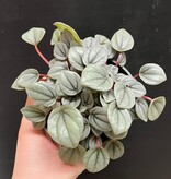 Magazoo Peperomia 'Napoli Night' Plant