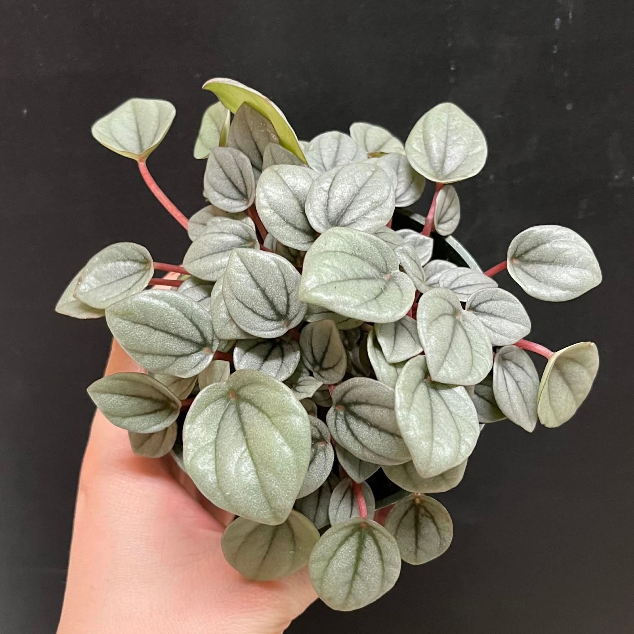 Magazoo Plante Peperomia 'Napoli Night'