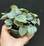 Magazoo Plante Peperomia 'Napoli Night'