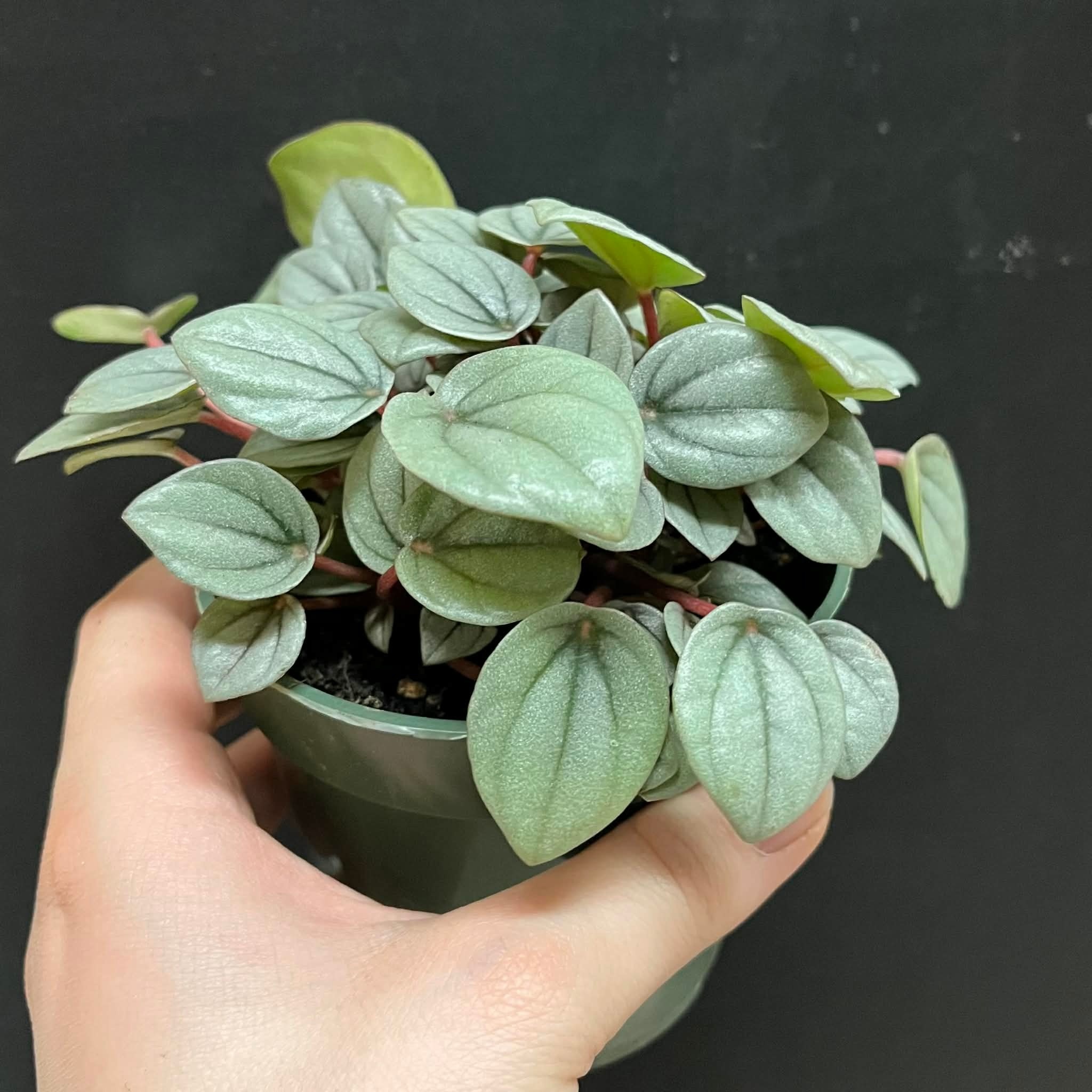 Magazoo Peperomia 'Napoli Night' Plant