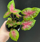 Plante Caladium 'Red Flash'