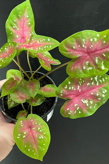 Plante Caladium 'Red Flash'