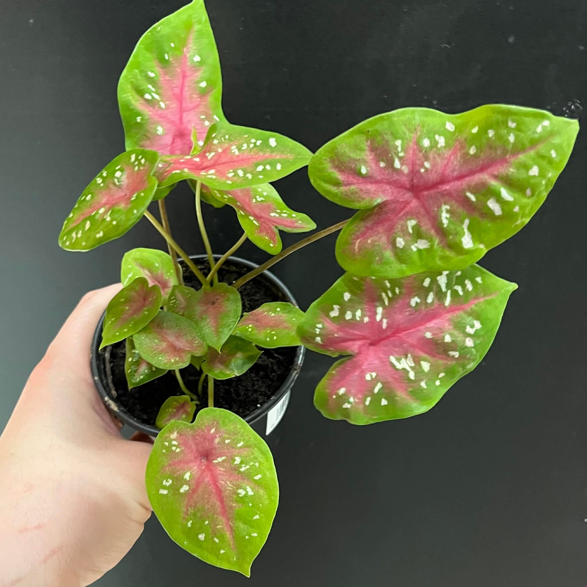 Caladium 'Red Flash' Plant