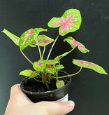 Caladium 'Red Flash' Plant