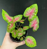 Plante Caladium 'Red Flash'