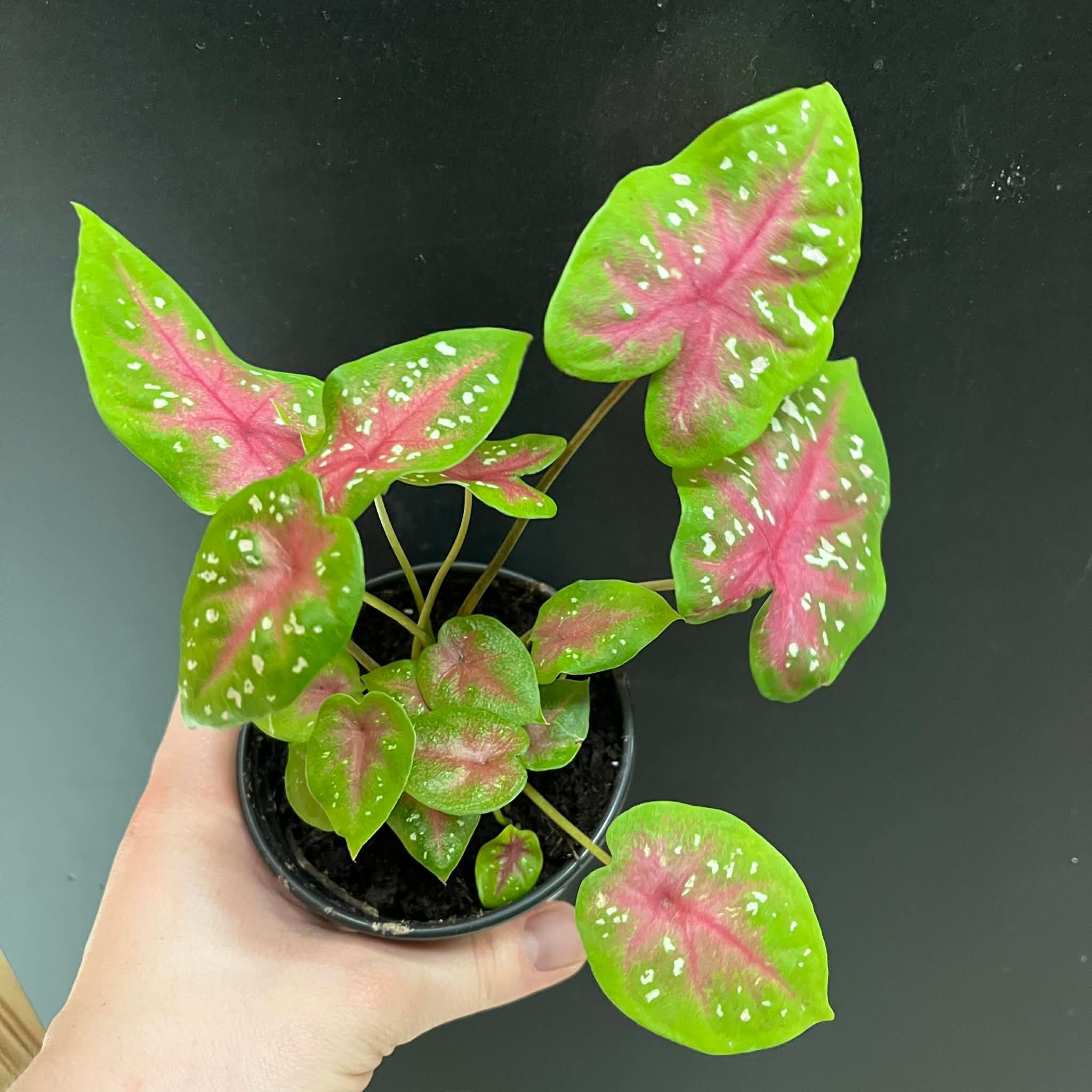 Plante Caladium 'Red Flash'