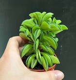 Magazoo Plante Peperomia nivalis ''Taco Leaf'' 6cm