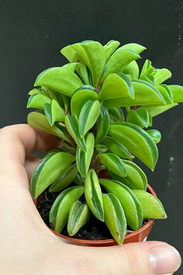 Magazoo Plante Peperomia nivalis ''Taco Leaf'' 6cm