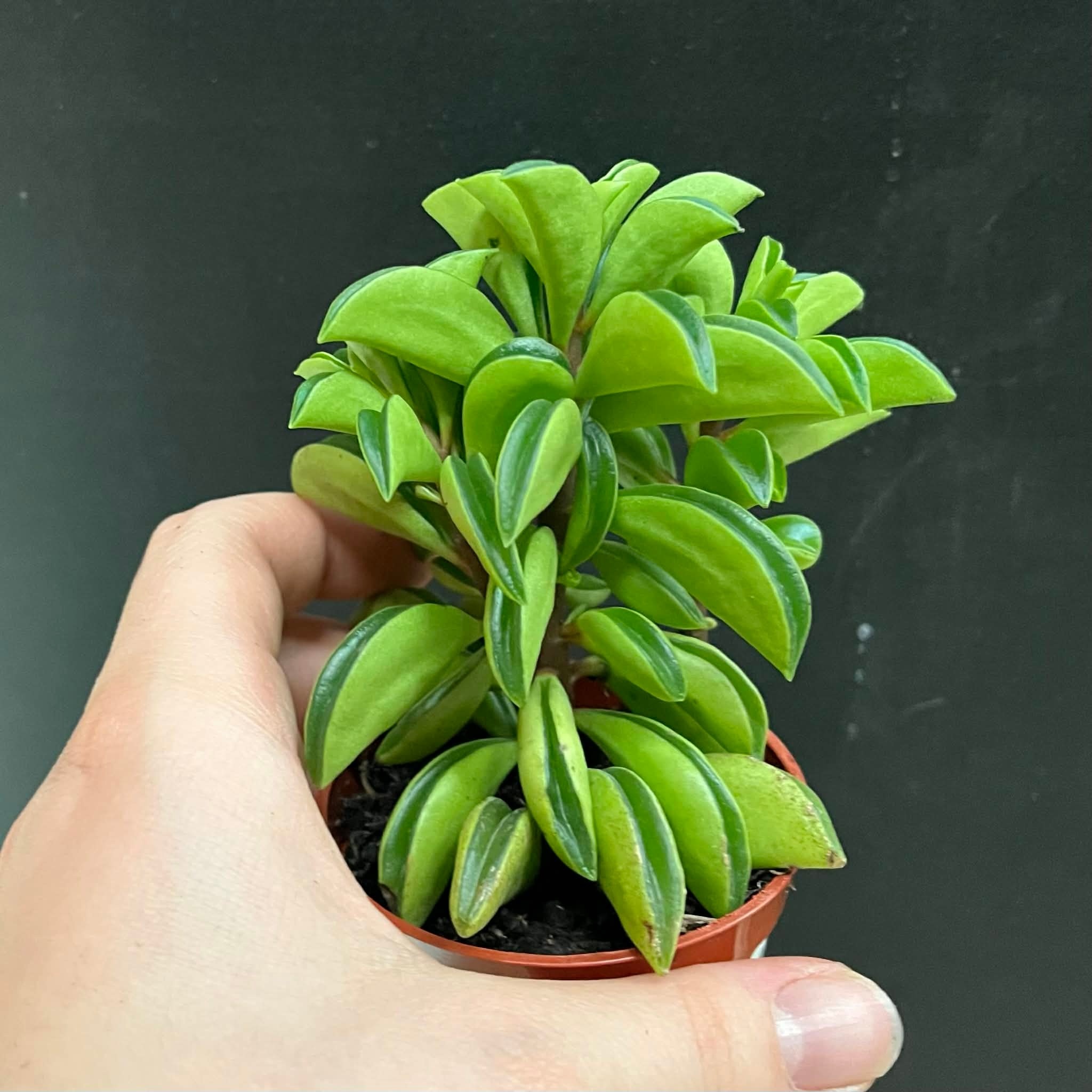 Magazoo Plante Peperomia nivalis ''Taco Leaf'' 6cm