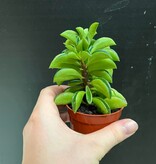 Magazoo Peperomia nivalis ''Taco Leaf'' Plant 6cm