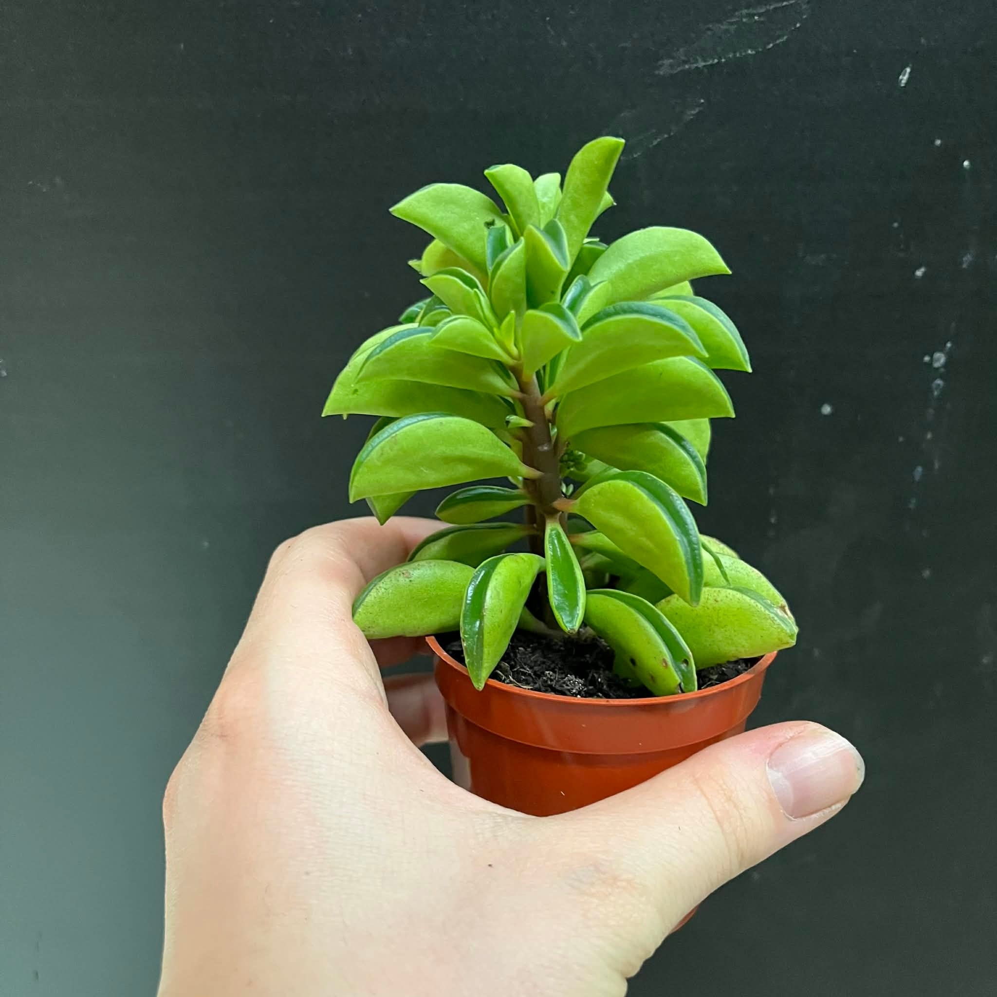 Magazoo Plante Peperomia nivalis ''Taco Leaf'' 6cm