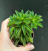 Magazoo Plante Peperomia nivalis ''Taco Leaf'' 6cm