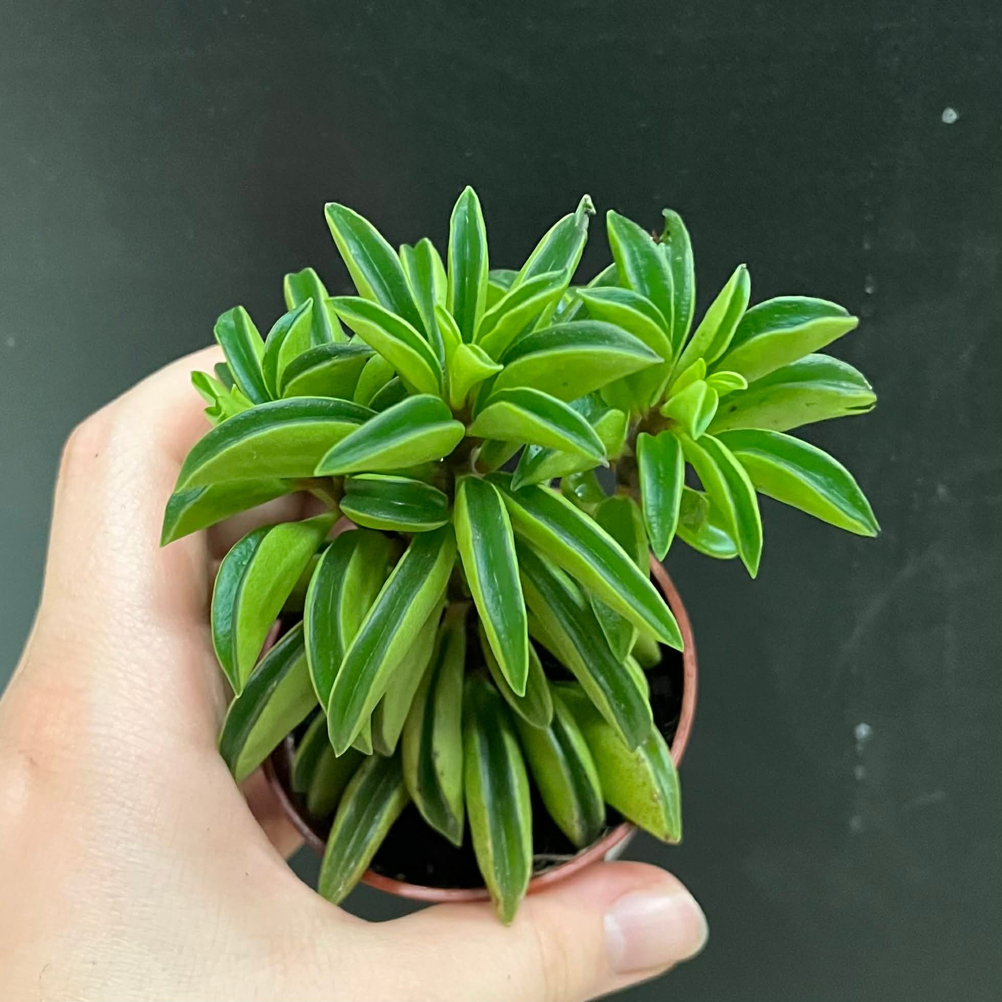 Magazoo Plante Peperomia nivalis ''Taco Leaf'' 6cm