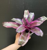 Magazoo Plante Neoregelia 'Pink magic'
