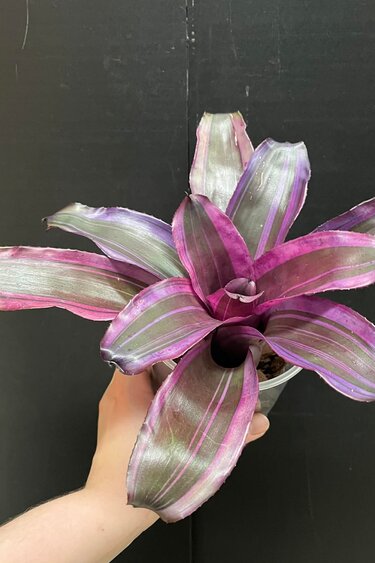 Magazoo Plante Neoregelia 'Pink magic'