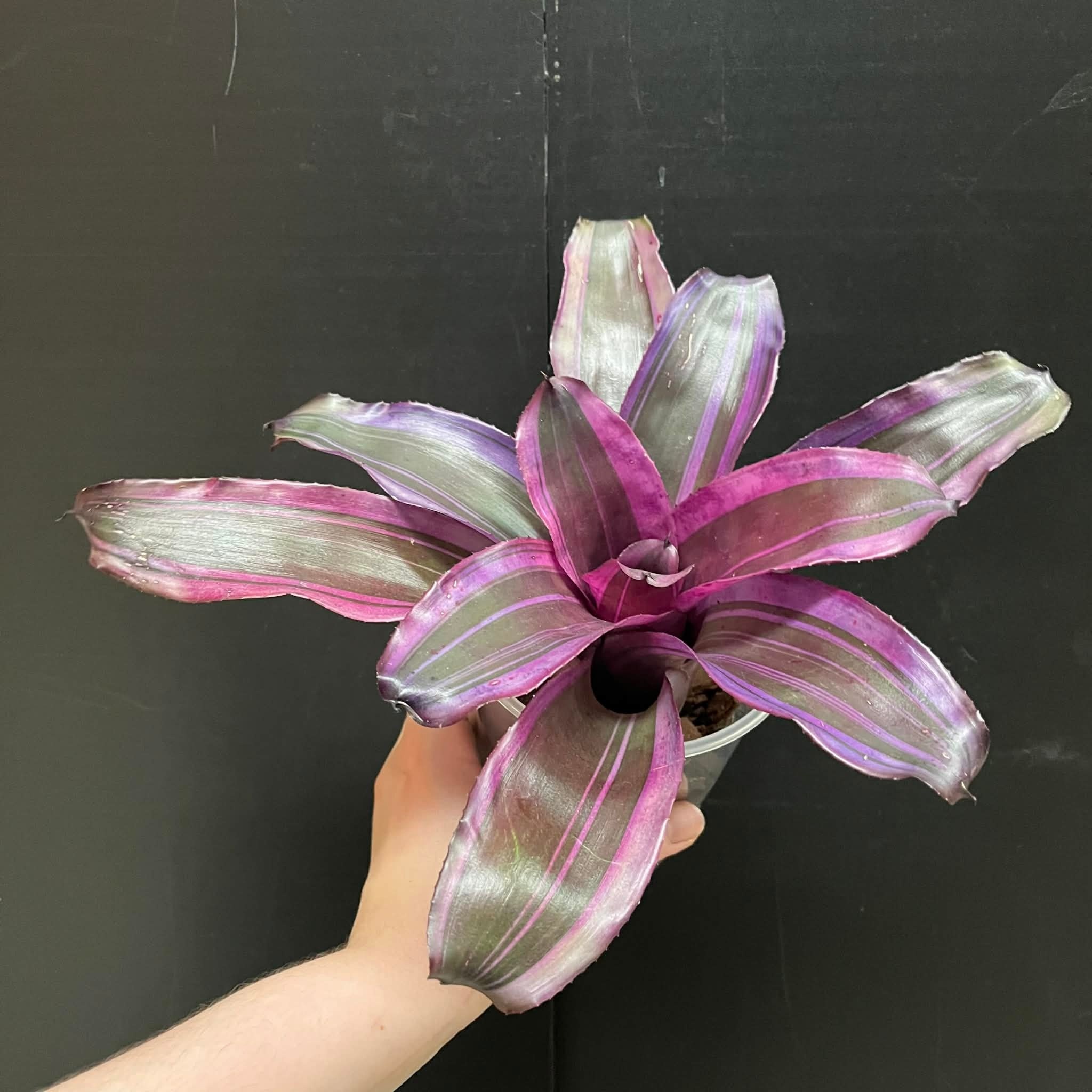 Magazoo Plante Neoregelia 'Pink magic'