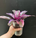 Magazoo Plante Neoregelia 'Pink magic'