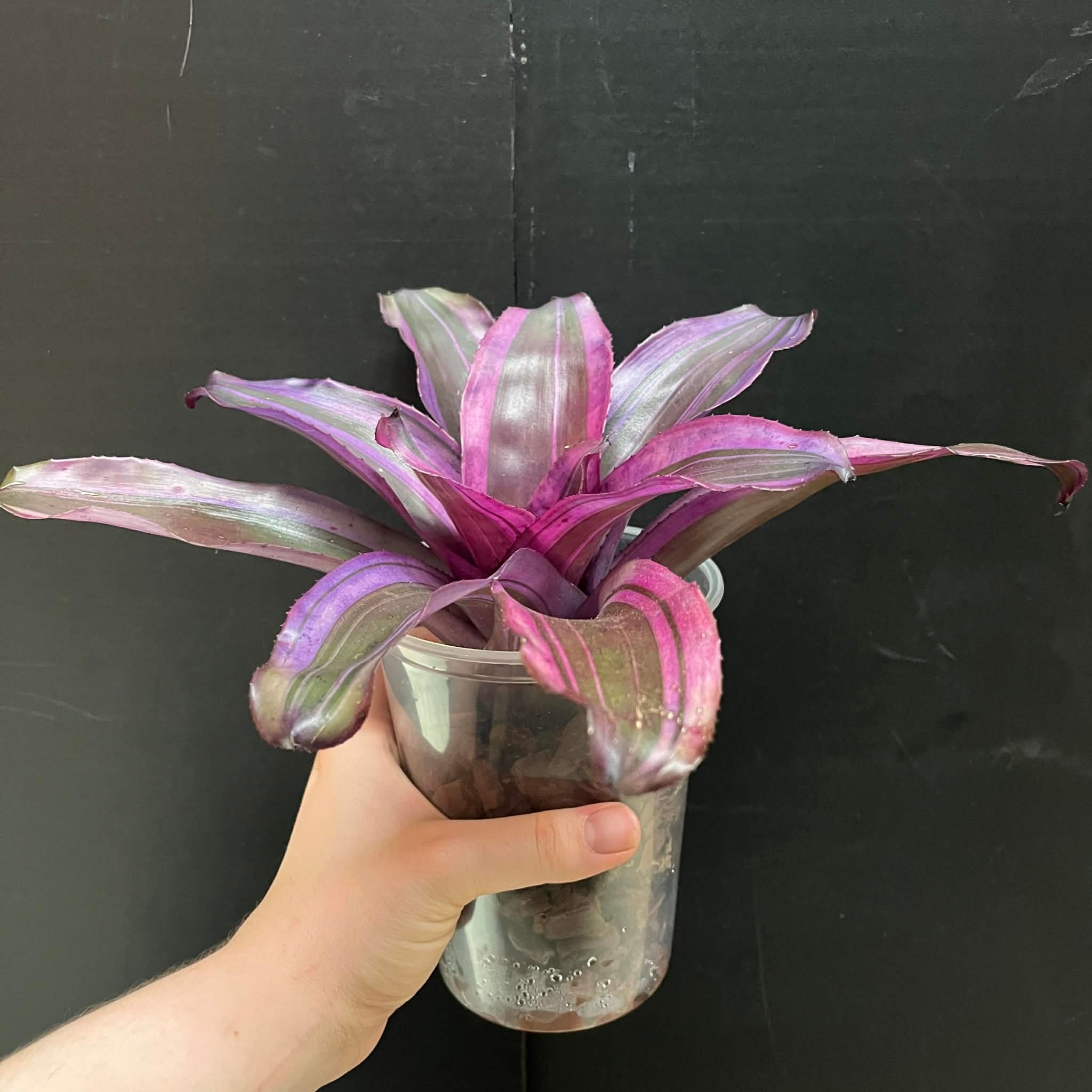 Magazoo Neoregelia 'Pink magic' Plant