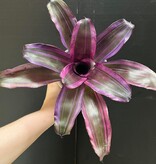 Magazoo Neoregelia 'Pink magic' Plant